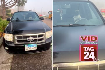 Viral Video of the Day for September 15, 2025: Pug caught on camera barking and honking the car horn