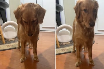 Golden Retriever trinkt erstmals Sprudelwasser: Seine Reaktion begeistert so viele