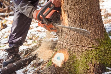 Stuttgart: Über 120 Bäume müssen dran glauben: Stuttgart kündigt Fällungen an