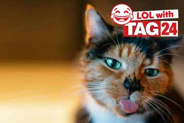 Joke of the Night for April 11, 2026: A kitty silly for Caturday