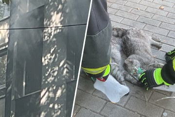 Kätzchen hängen nach Wohnungsbrand am Schlauch