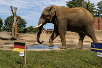 Fußball-WM 2026: Zoo Magdeburg geht mit tonnenschwerem Orakel an den Start
