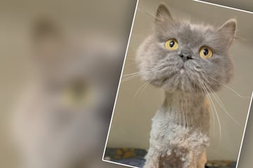 Fundort macht fassungslos: Ausgerechnet hier wurde Katze Peanut in erbärmlichem Zustand ausgesetzt