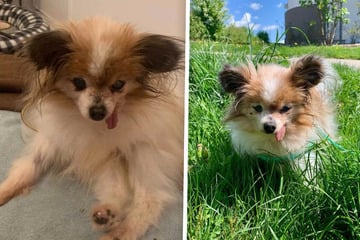 Trauer um Lazare: Ältester Hund der Welt gestorben