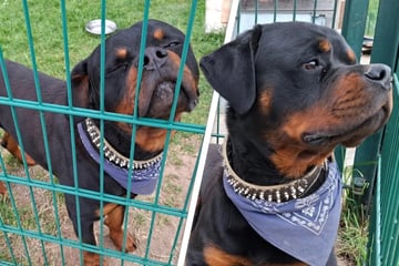 Angebunden und verlassen: Muffin sehnt sich nach einem liebevollen Zuhause