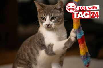 Joke of the Day for September 13, 2025: A cat joke to celebrate Caturday!