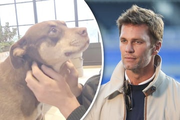 Lua ist tot, lang lebe Junie! Sport-Star Tom Brady lässt geliebten Hund klonen