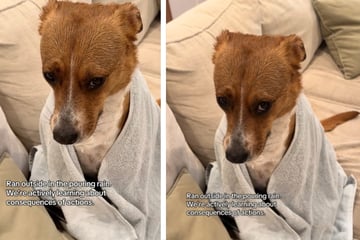 Hündin trifft schlechte Entscheidung - und bemerkt die Konsequenzen sofort