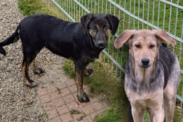 Hunde kein Jahr alt und schon im Tierheim! Finden Vera und Vilma ihr Happy End?