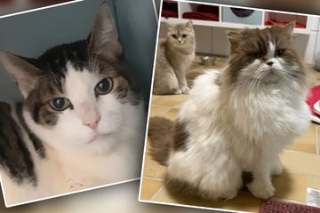 Katzen träumen von neuem Zuhause: Flauschi und Mimo warten schon länger auf ihr Glück