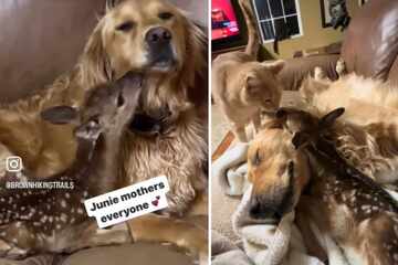 Sweet dog adopts abandoned baby deer and TikTokers are sobbing