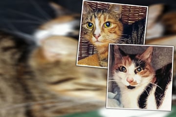"Auf unschöne und respektlose Weise entledigt": Katzen-Duo sucht liebevolles Zuhause