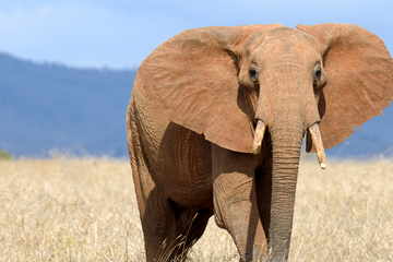 Fünf Angriffe von Wilderern überlebt: Nun ist die Elefanten-Dame aus ganz anderen Gründen gestorben