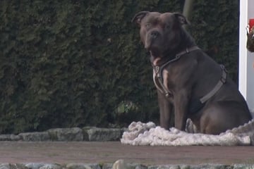 Mann leblos in Straßengraben gefunden – Obduktion bestätigt: Totgebissen vom eigenen Hund