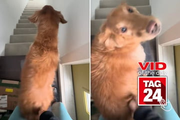 viral videos: Viral Video of the Day for February 13, 2025: Dog gets groovy with hilarious butt-scratching