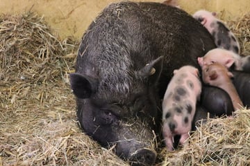 Chemnitz: Von hell bis gepunktet: Chemnitz freut sich über schweinischen Nachwuchs