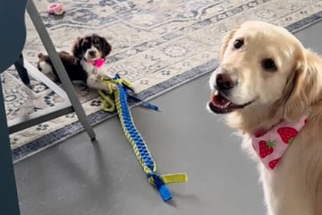 Welpe klaut Golden Retriever Spielzeug: Was der große Hund dann tut, amüsiert so viele