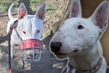 Hund lebt seit Jahren im Tierheim: Auch seinen achten Geburtstag muss er im Zwinger feiern