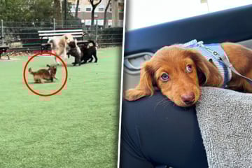 Als Frau sieht, wie Hunde ihren Dackel im Park behandeln, bricht nicht nur ihr das Herz