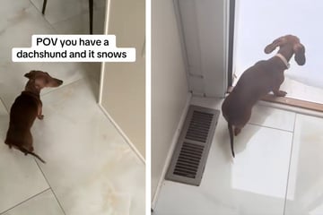 Dackel tritt vor die Tür und sieht Schnee: Seine Reaktion bringt alle zum Lachen