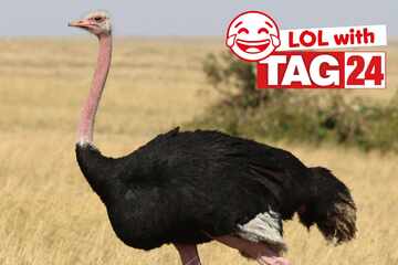 Joke of the Night for August 1, 2025: An awesome animal joke to make you laugh