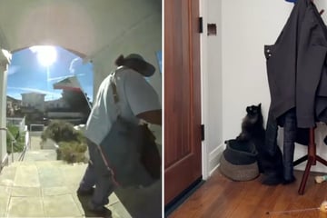 Postbote will nur seinen Job machen und rechnet nicht damit, was Katze dann tut