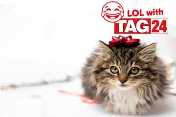 Joke of the Day for December 20, 2025: A Christmas cat funny this Caturday