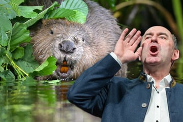 Jetzt auch "Problem-Biber"! Hubert Aiwanger bläst zur Jagd