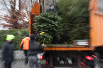 Nach Weihnachtszeit rausgeschmissen: Das passiert nun mit Millionen Weihnachtsbäumen