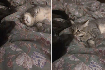 Cat makes terrible mistake as she sniffs her dog sibling's breath!