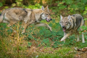 Wird Isegrim in Sachsen zur Plage? Haustiere im Visier - Wolfsrisse nehmen zu