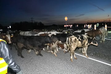 Mitten auf der Straße! Entlaufene Rinder sorgen für Unfälle und Sperrungen