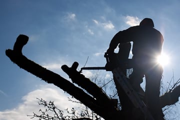 Abgesägter Ast trifft Leiter: Mann fällt zehn Meter in die Tiefe