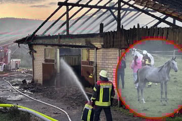 Flammeninferno in Reithalle: Mehrere Pferde sterben bei Großbrand