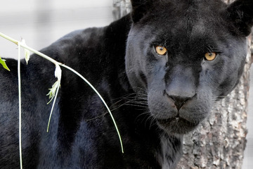 Neuzugang in der Wilhelma: Bissgewaltiger Jaguar verzückt Zoobesucher