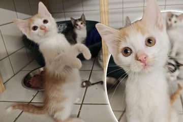 Tierheim-Kater wartet auf sein Glück: Benito träumt von einer eigenen Familie