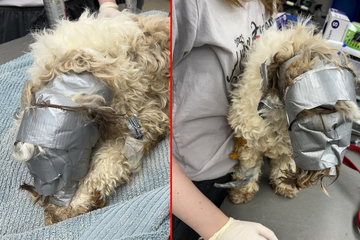 Missing dog found covered in tape and thrown into a dumpster!