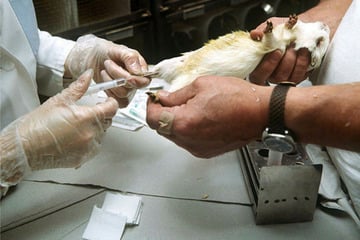 Tierversuche in Sachsen: 80.000 Tiere gezüchtet, für unbrauchbar gehalten und getötet