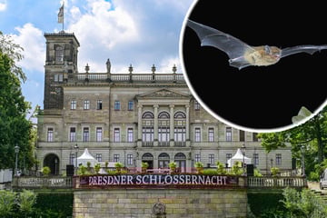 Dresden: Dresdner Schlössernacht: So können die Fledermäuse mitfeiern