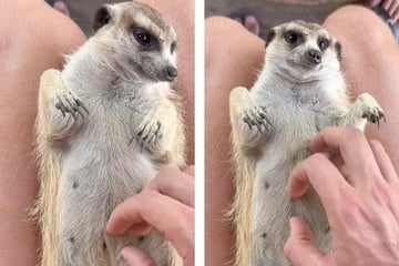 Orphaned meerkat gets a helping hand from this kind animal rescuer