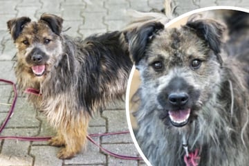 Elmo wartet auf sein Glück: Strubbeliger Terriermix sucht endlich ein Zuhause