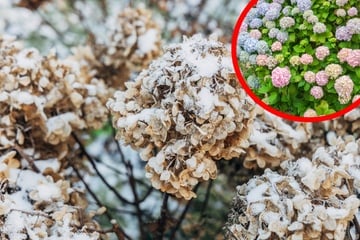 Für kräftige Blüten im Folgejahr: So sollte man Hortensien überwintern