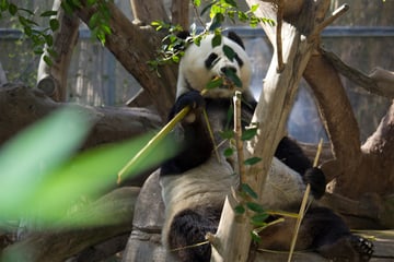China sends two special guests to San Diego Zoo in revival of "panda diplomacy"!