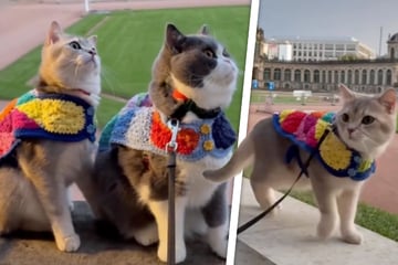 Katzenduo auf Weltreise: Louie & Todd entdecken Dresden