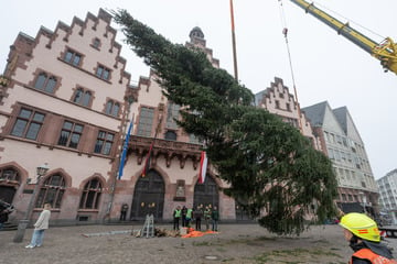 Frankfurt: Frankfurter Weihnachtsbaum aufgestellt: So heißt er dieses Jahr!