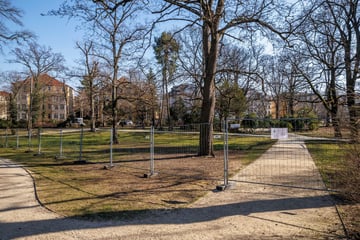 Dresden: Schönheitskur in Dresden: Taschentuchbaum für Striesener Park