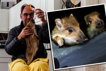 Fünf verwaiste Frischlinge im Wohnzimmer: Familie in Hessen zieht Wildtiere groß