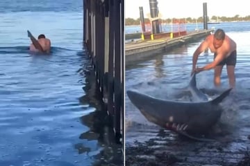 Man wrestles wild shark in shocking viral footage