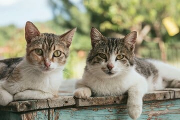 Weltkatzentag 2025: Warum ist der Tag der Katze so wichtig?