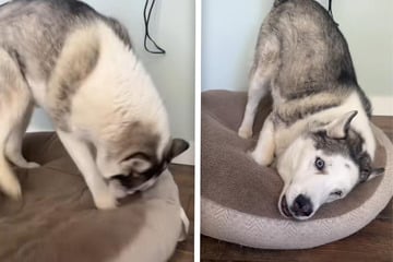 Husky wirkt extrem verstört: Der Grund bringt einfach alle zum Lachen